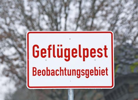 Noch keine Entwarnung bei der Geflügelpest