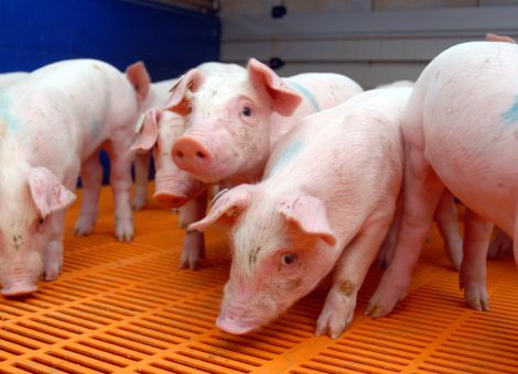 Ferkel aus Familienverbänden sind nicht im Vorteil 
