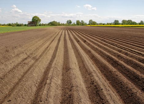 Kartoffeln schützen mit altbekannten Wirkstoffen