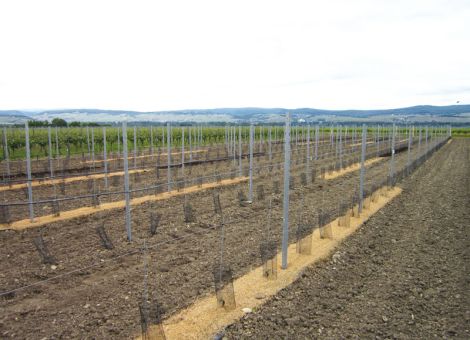 Abdeckung mit Holzwolle-Vlies