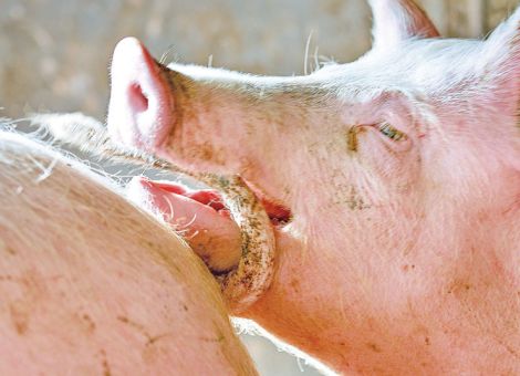Neues Beratungsangebot für Schweinehalter