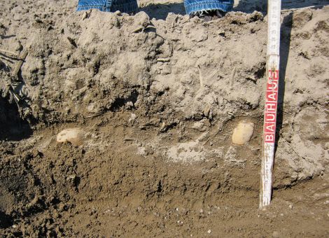 Kartoffeln auf Ertrag und Qualität düngen