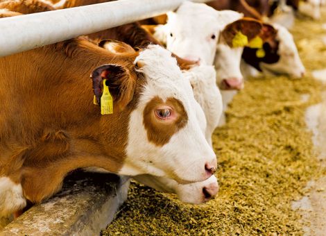 Kurzfristige Belebung des Jungbullenmarktes