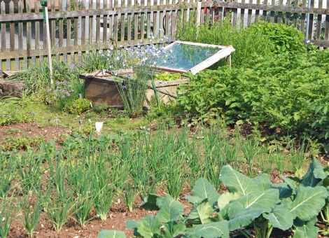 Anbau für einen Gemüsegarten planen