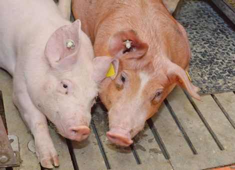 Frühjahrsputz im Schweinestall