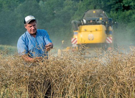 Rapspreise geben im deutschen Großhandel nach