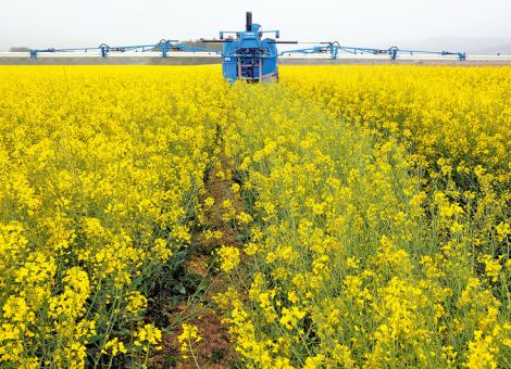 Pilze oder Insekten bekämpfen