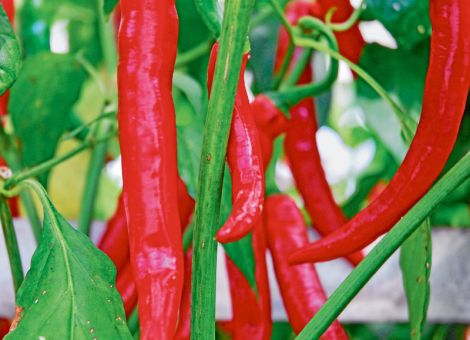 Scharf auf Paprika und Peperoni 