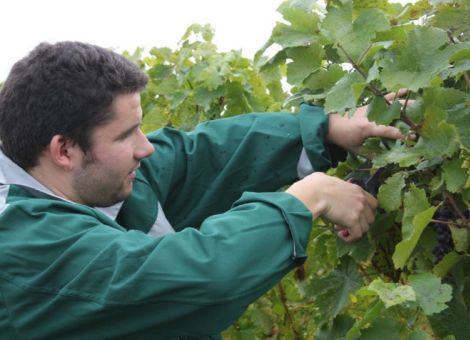 Berufsausbildung zum Helfer im Weinbau