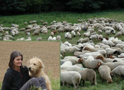 Schafe pflegen Grünland im Naturpark Kellerwald