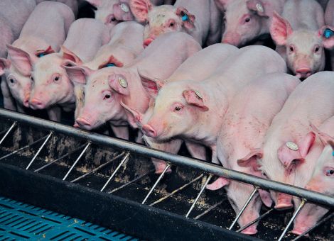 Viel Rohfaser im Futter bremst die Ferkel nicht aus