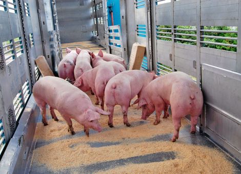 Schlachtschweinepreise überwiegend unverändert