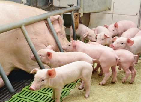 Verbot der betäubungslosen Ferkelkastration „übereilt“