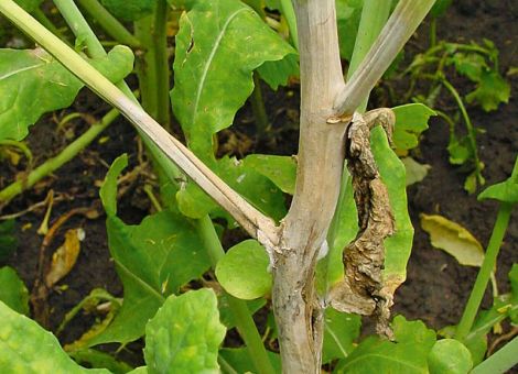 Sklerotinia-Prognose mit SkleroPro