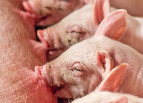 Lange Nutzungsdauer von Sauen ist wichtiges Ziel