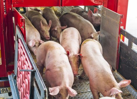 Schlachtschweinepreise auch nach Ostern stabil