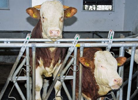 Jungbullenpreise vorübergehend stabilisiert