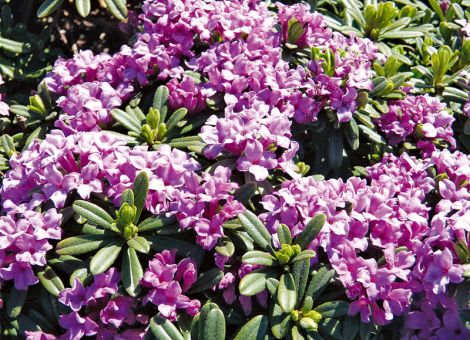 Buchs raus – was kommt rein?