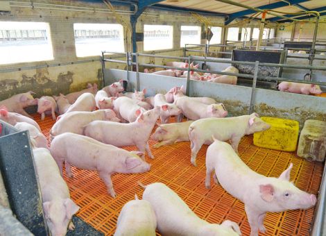 Erste Antworten und viele Fragen zum Tierwohllabel