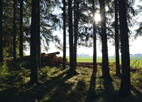 Schmidt setzt weiter auf Holznutzung