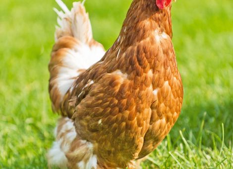Vogelgrippe: Stallpflicht in Hessen vollständig aufgehoben