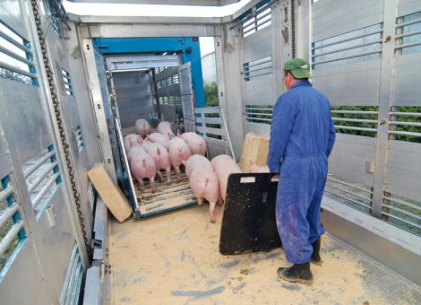 Rege Schweinenachfrage vor dem Maifeiertag