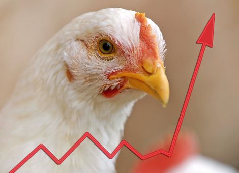 Globaler Hähnchenmarkt wächst trotz Vogelgrippe