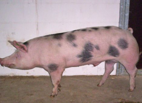 Schweineauktionen in Limburg