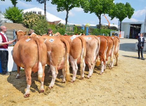 Fleckviehzüchter aus Hessen stellen überzeugende Kollektion