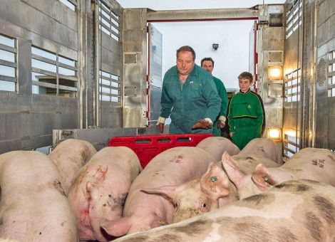 Schweinepreisanstieg macht in Deutschland Pause