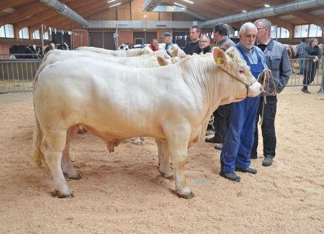 Leistungsstarke Fleischrinder-Bullen in Alsfeld