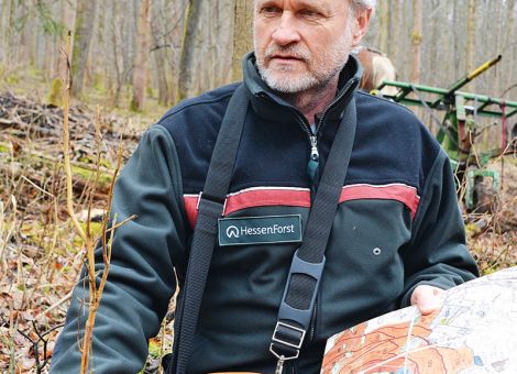 Eschentriebsterben hat sich verstärkt