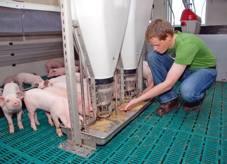 Luzerne fressen die Ferkel gerne