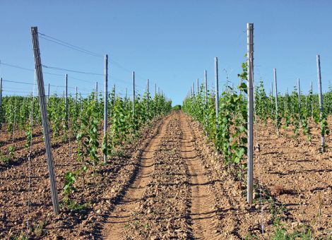 Grünes Licht für Rebflächenbegrenzung