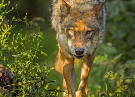Höhere Ausgleichszahlungen beim Wolfsmanagement möglich