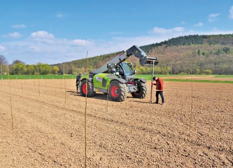 Neue Demonstrationsfläche schnellwachsender Baumarten