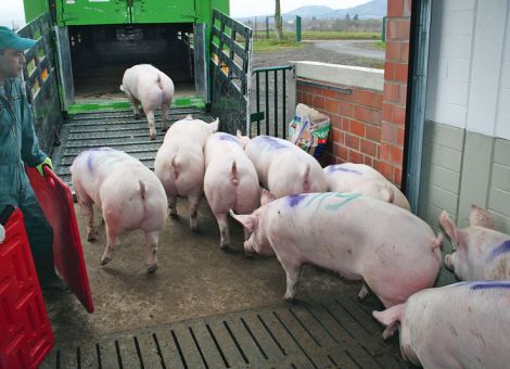 Schweine wiegen und damit höhere Erlöse erzielen