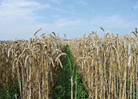 Ewige Herausforderungen des ökologischen Ackerbaus – Aktuelle Trends im Ökologischen Landbau  Ewige Herausforderungen des ökologischen Ackerbaus