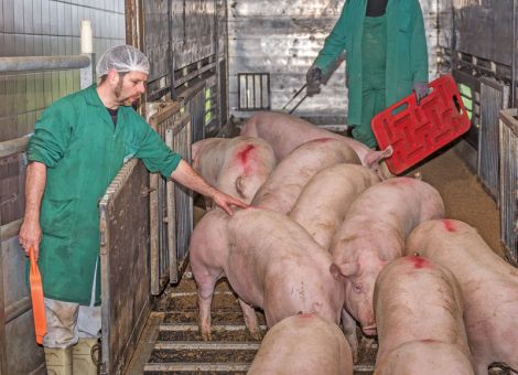 Holländische Schlachtunternehmen richten Videoüberwachung ein