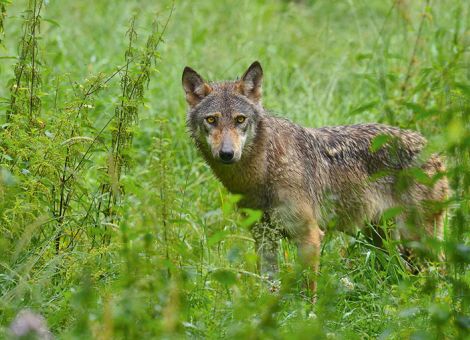 Hessen wird allmählich wieder ein Wolfsland