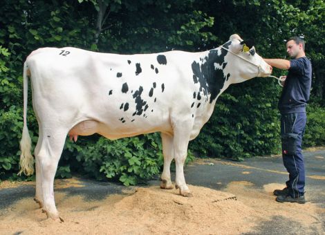 Über die Hälfte der Tiere ging nach Belgien und Luxemburg