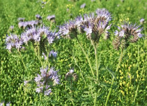 Ganz oder gar nicht: Zwischenfrüchte im Öko-Anbau
