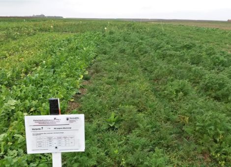 Zwischenfrüchte als Maßnahme im Wasserschutz – Überschüssigen Stickstoff nach der Ernte konservieren, © Honsel Zwischenfrüchte als Maßnahme im Wasserschutz