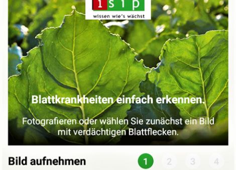 Zuckerrübe an Smartphone – Automatische Erkennung von Blattkrankheiten Zuckerrübe an Smartphone
