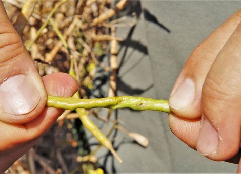 Abwarten und mehr ernten – Den Erntetermin bei Raps erkennen und steuern, © Feiffer Abwarten und mehr ernten