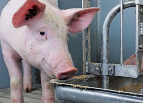 Wie sieht der Schweinestall der Zukunft aus?
