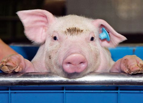 Schlachtschweinemarkt weiterhin stabil