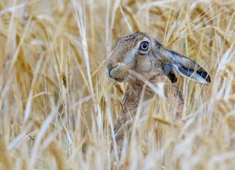 Verregnete Sommer machen den Feldhasen zu schaffen