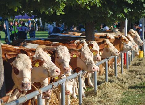 Tierschauen charakterisieren Hessens vielfältige Region