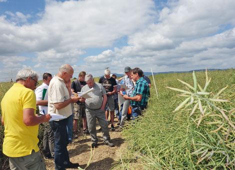 Weizen ist die wichtigste Kultur auf guten Rhein-Main-Äckern